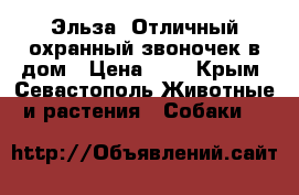 Эльза. Отличный охранный звоночек в дом › Цена ­ 1 - Крым, Севастополь Животные и растения » Собаки   